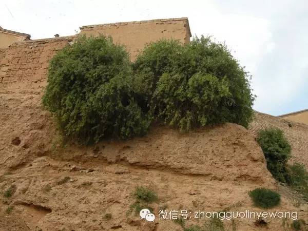 古树名木摄影作品欣赏,美丽中国评选大赛