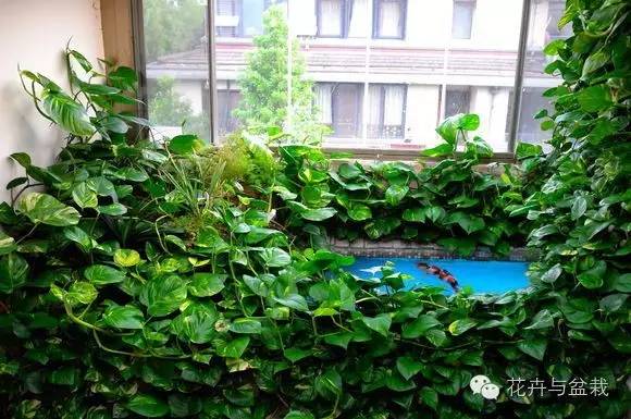 绿萝为什么不扎根绿萝柱,绿萝柱的绿萝是一般品种吗