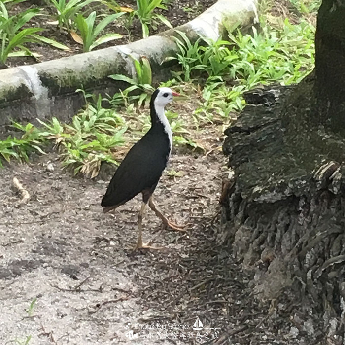 美丽的马尔代夫视频音乐,马尔代夫哈拉微莉岛游记
