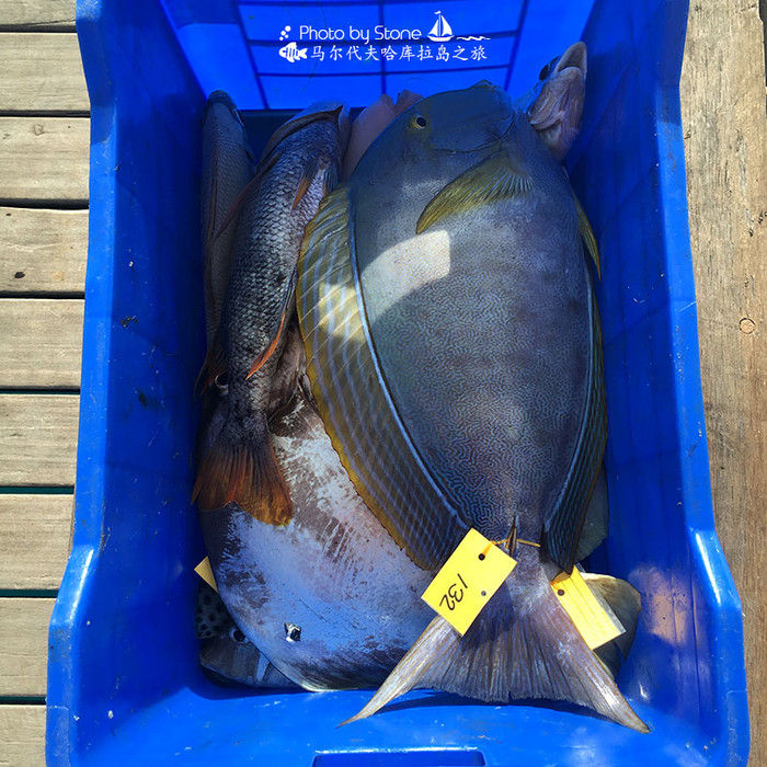 美丽的马尔代夫视频音乐,马尔代夫哈拉微莉岛游记