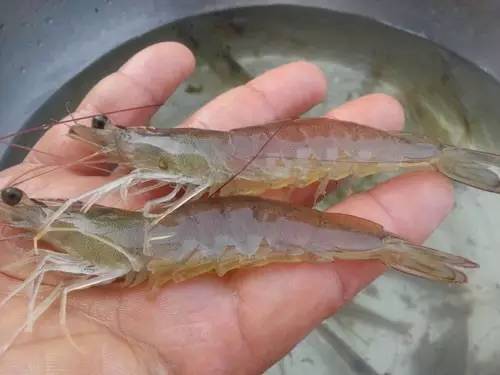 养小型鱼的最佳水温,鱼适应水温一般要多久