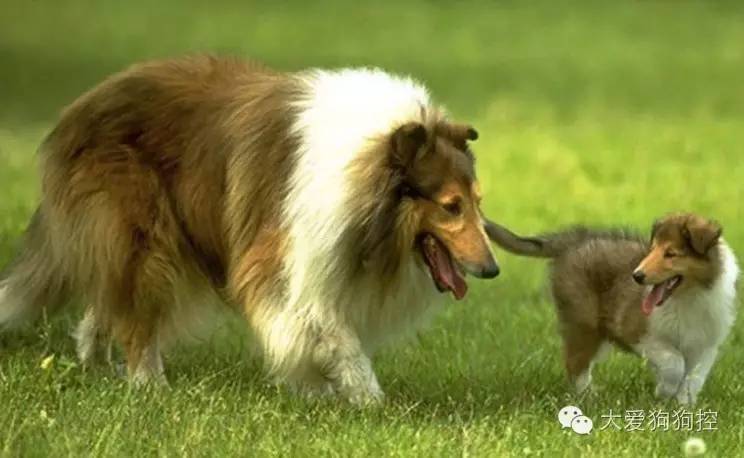 想不到，狗狗的耳型有这么多种！