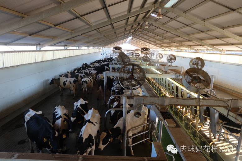 补钙长个子牛奶,长个补钙吃什么钙片最好