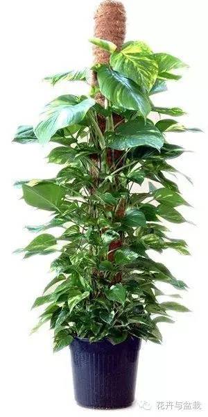 绿萝为什么不扎根绿萝柱,绿萝柱的绿萝是一般品种吗