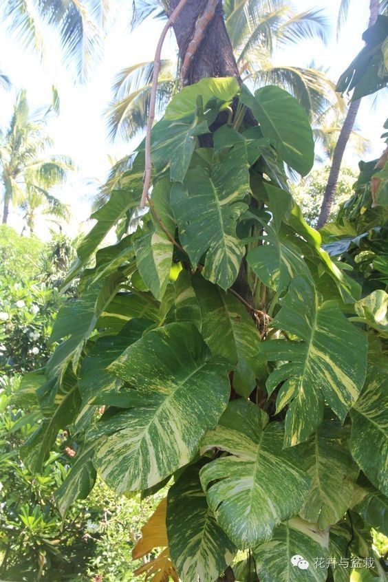 绿萝为什么不扎根绿萝柱,绿萝柱的绿萝是一般品种吗