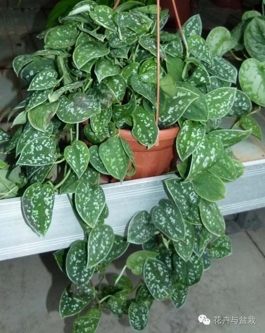 绿萝为什么不扎根绿萝柱,绿萝柱的绿萝是一般品种吗