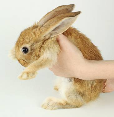 我家毛球最好抱了!不过该怎么抱?