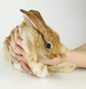 我家毛球最好抱了!不过该怎么抱?