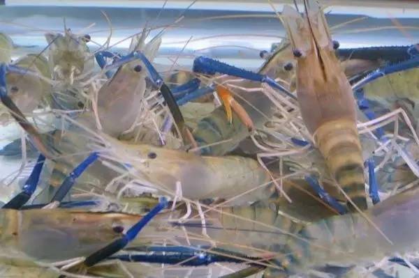 养小型鱼的最佳水温,鱼适应水温一般要多久