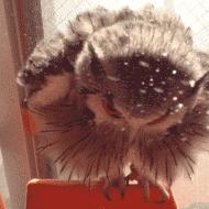 贵州产的老干妈,产自贵州的老干妈