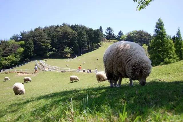 游在日本|就算没有神户牛,神户也是一个好去处
