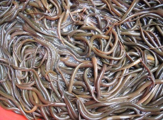 养小型鱼的最佳水温,鱼适应水温一般要多久