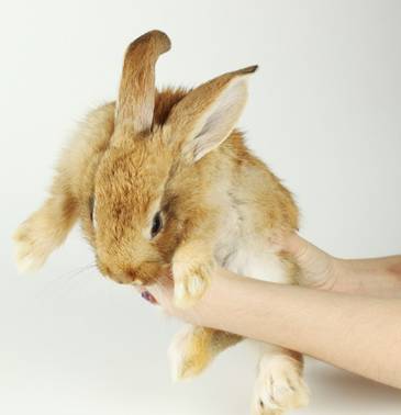 我家毛球最好抱了!不过该怎么抱?