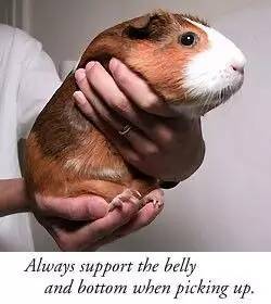 我家毛球最好抱了!不过该怎么抱?