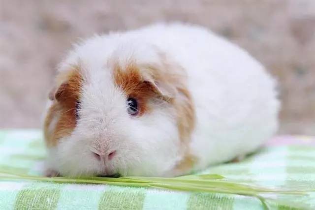 我家毛球最好抱了!不过该怎么抱?