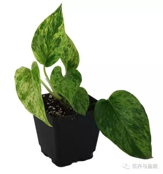 绿萝为什么不扎根绿萝柱,绿萝柱的绿萝是一般品种吗