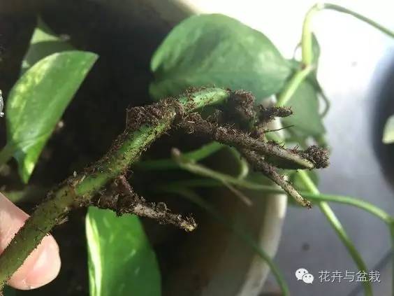 绿萝为什么不扎根绿萝柱,绿萝柱的绿萝是一般品种吗