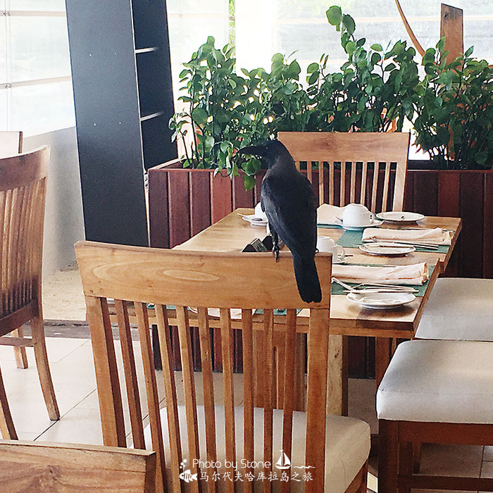 美丽的马尔代夫视频音乐,马尔代夫哈拉微莉岛游记