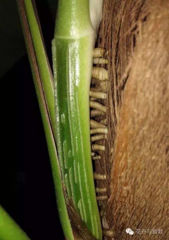 绿萝为什么不扎根绿萝柱,绿萝柱的绿萝是一般品种吗