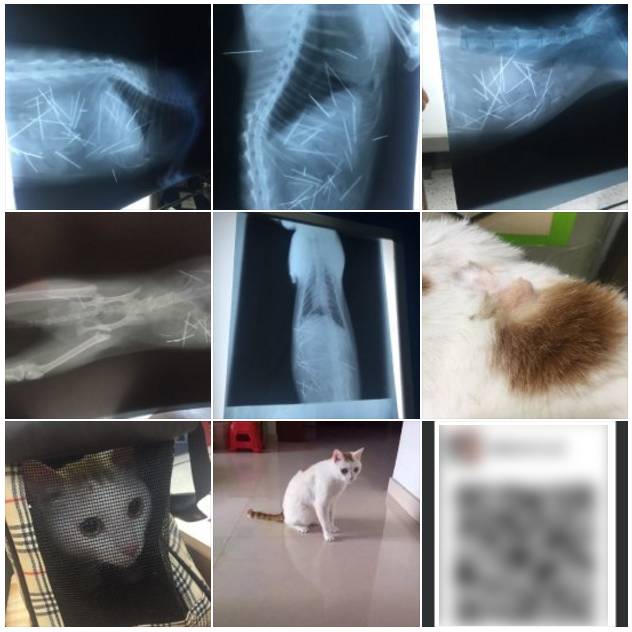 猫咪不会说话只会叫,猫咪虽然不会说话但是却什么都懂