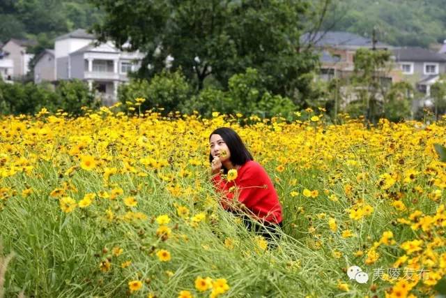 宜昌花海推荐,宜昌6月份花海景点有哪些