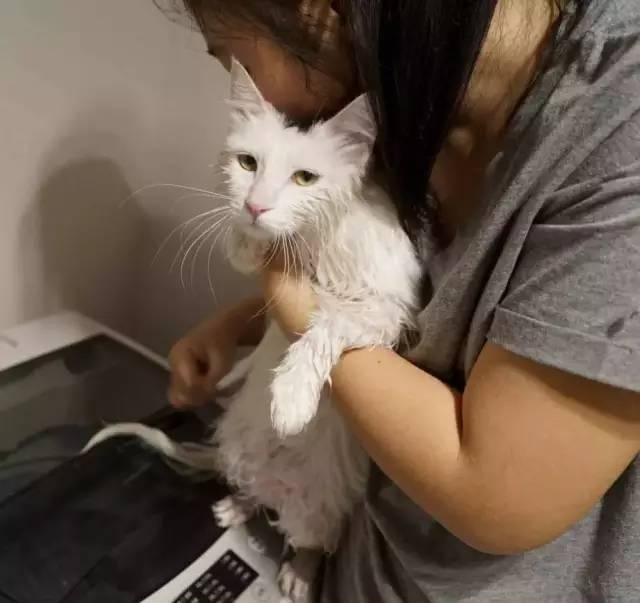 我家毛球最好抱了!不过该怎么抱?