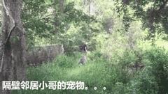 贵州产的老干妈,产自贵州的老干妈