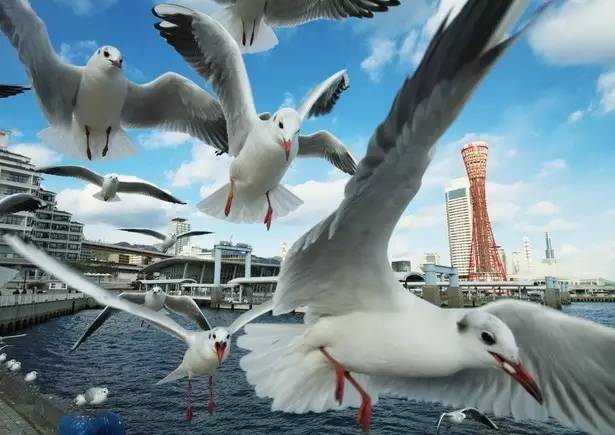 游在日本|就算没有神户牛,神户也是一个好去处