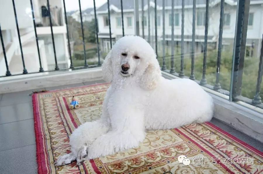 干货丨黄芪在宠物临床上的妙用