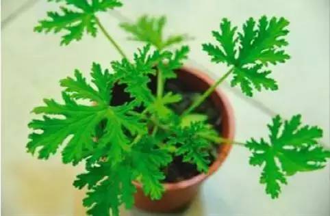 网上的驱蚊神器真的有效果吗,网上的驱蚊神器有没有效果