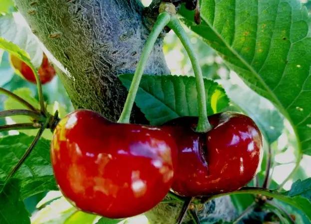 山东烟台大樱桃基地直播,烟台大樱桃基地直播