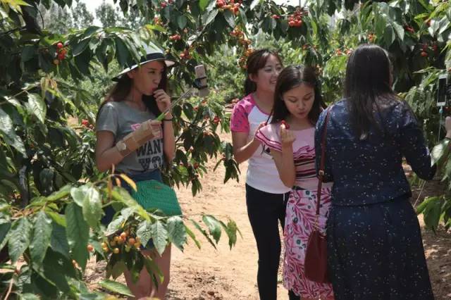 山东烟台大樱桃基地直播,烟台大樱桃基地直播