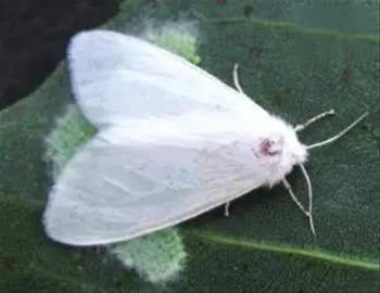 辟谣飞机喷洒药 (飞机喷洒农药的谣言)