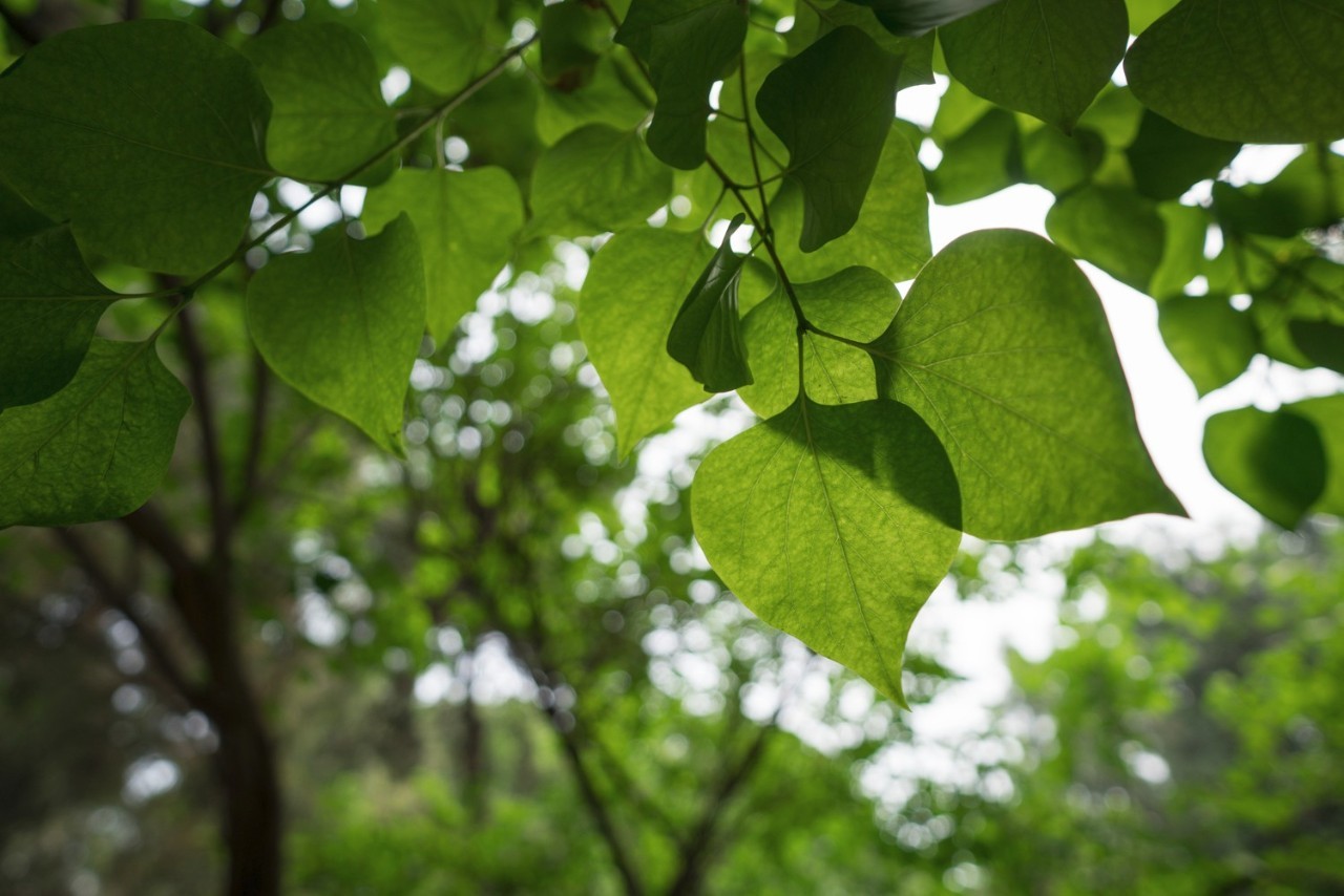 蔡司batis85mm开箱,蔡鸟