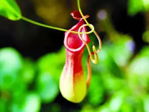 网上的驱蚊神器真的有效果吗,网上的驱蚊神器有没有效果