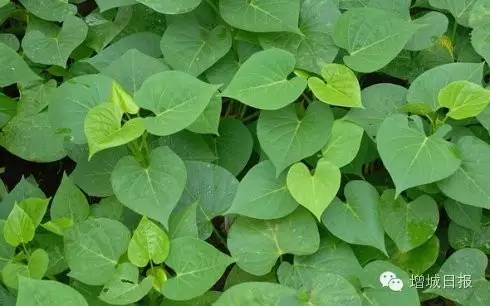 最近，这两种菜在增城大量出售，吃了后居然会