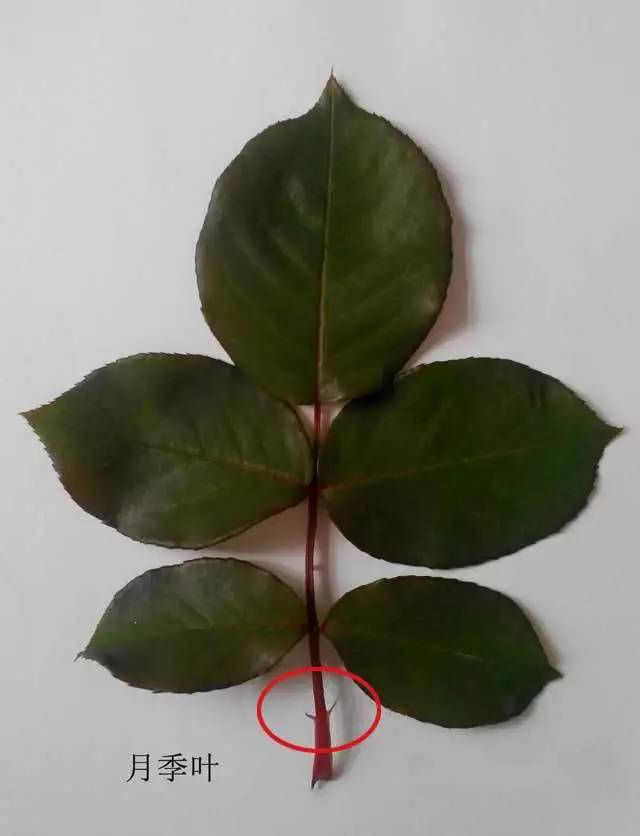 爬墙玫瑰月季与蔷薇区别,怎样区分蔷薇月季玫瑰