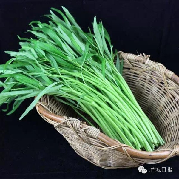 最近，这两种菜在增城大量出售，吃了后居然会