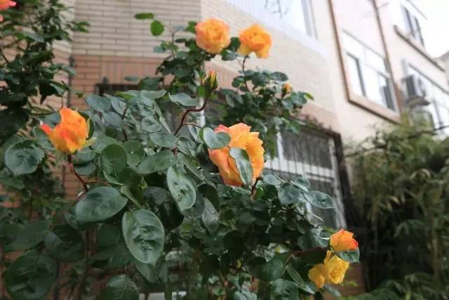 爬墙玫瑰月季与蔷薇区别,怎样区分蔷薇月季玫瑰