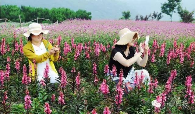宜昌花海推荐,宜昌6月份花海景点有哪些