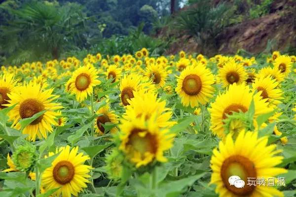 宜昌花海推荐,宜昌6月份花海景点有哪些