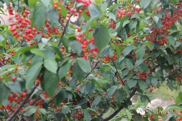 一家惊艳国牌度假界、一家美翻华北民宿圈,两种体验,看见最妩媚的青岛