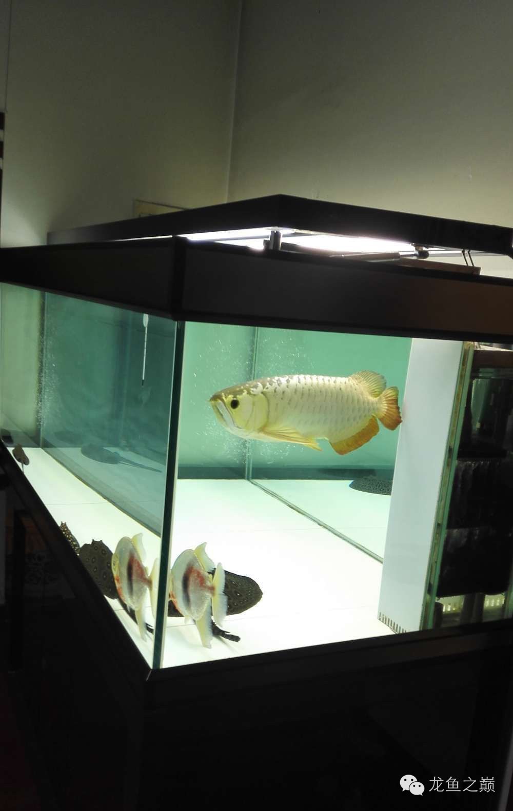 超级白,超会做,这才叫养鱼!