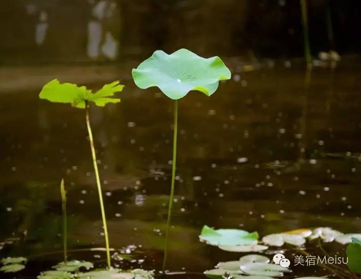 一家惊艳国牌度假界、一家美翻华北民宿圈,两种体验,看见最妩媚的青岛