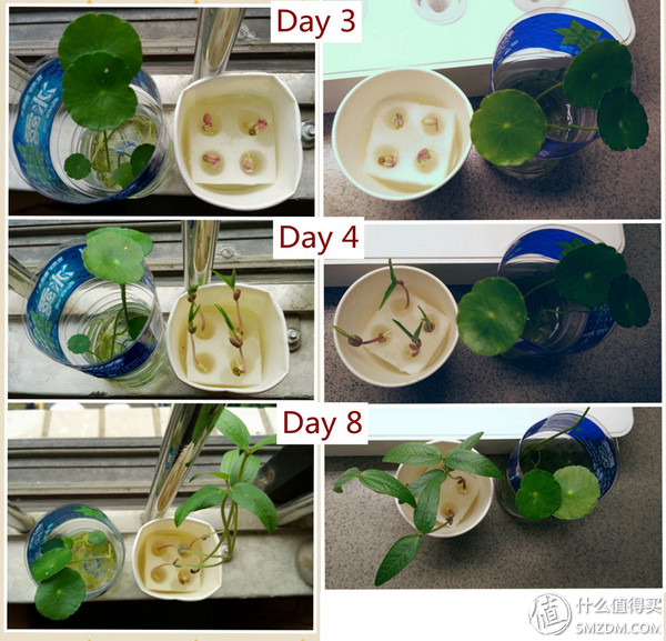 我的秘密菜园,我的秘密小菜地