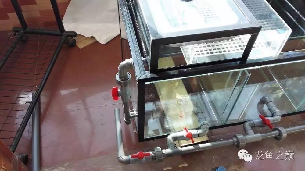 超级白,超会做,这才叫养鱼!