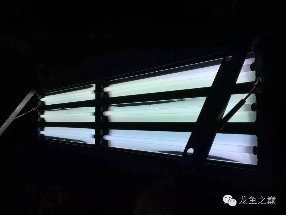 超级白,超会做,这才叫养鱼!