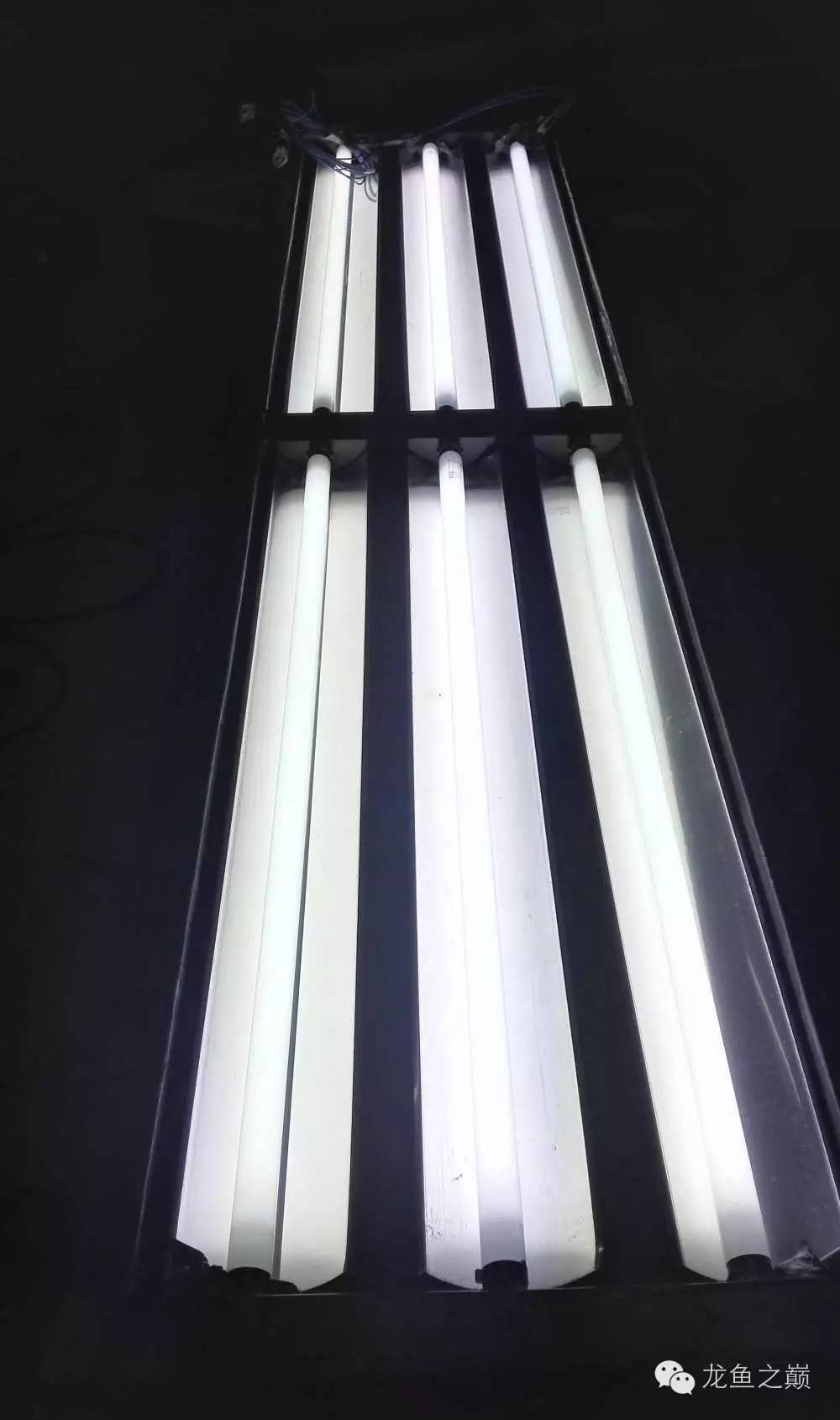 超级白,超会做,这才叫养鱼!