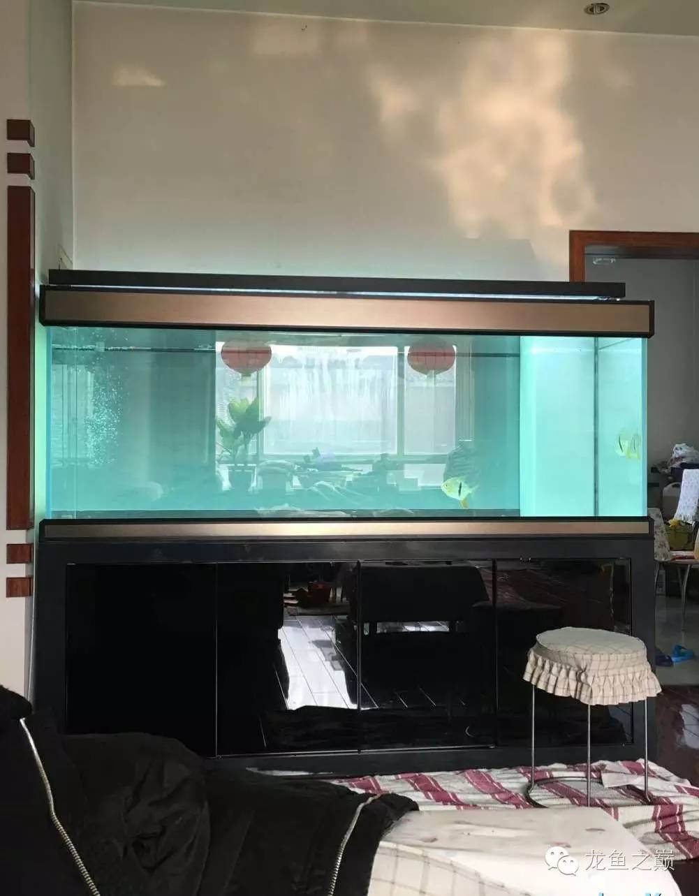 超级白,超会做,这才叫养鱼!