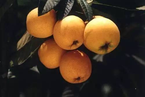 江南碧苍苍，五月枇杷黄